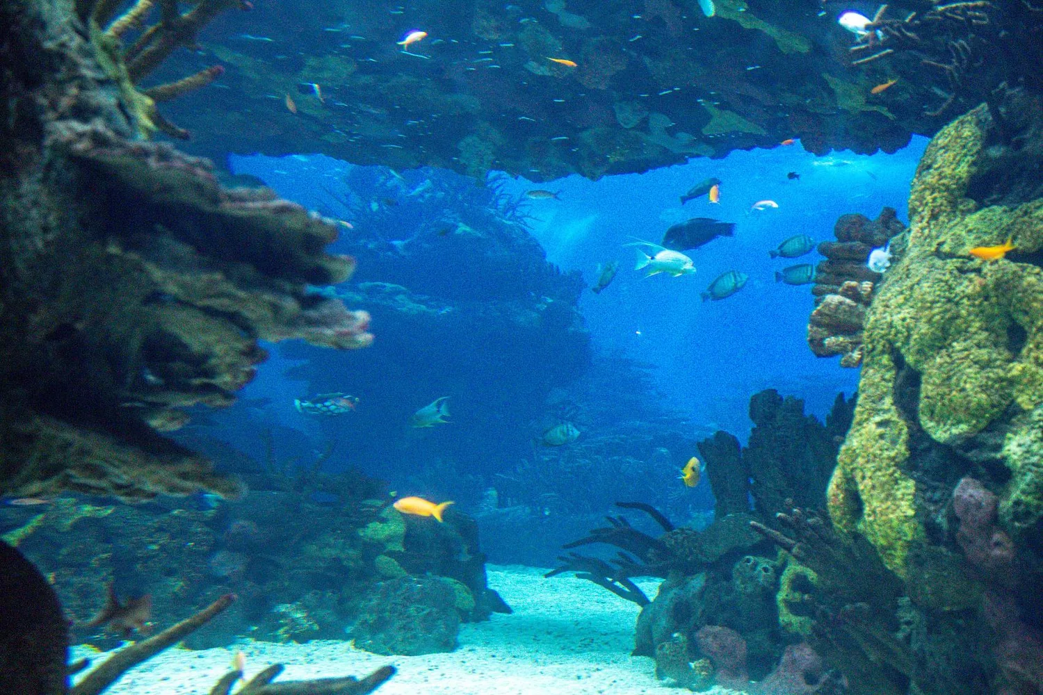 A large marine aquarium with fish swimming beneath a rock arch